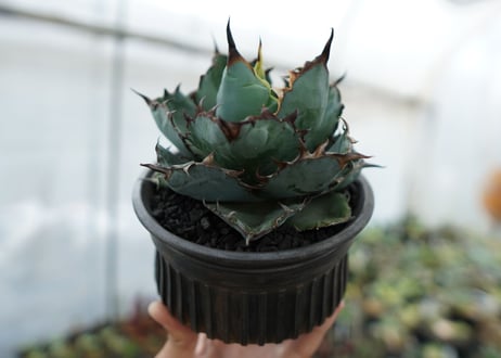 アガベ　チタノタ　 ブラックアンドブルー 　Agave titanota black and blue　NO.7