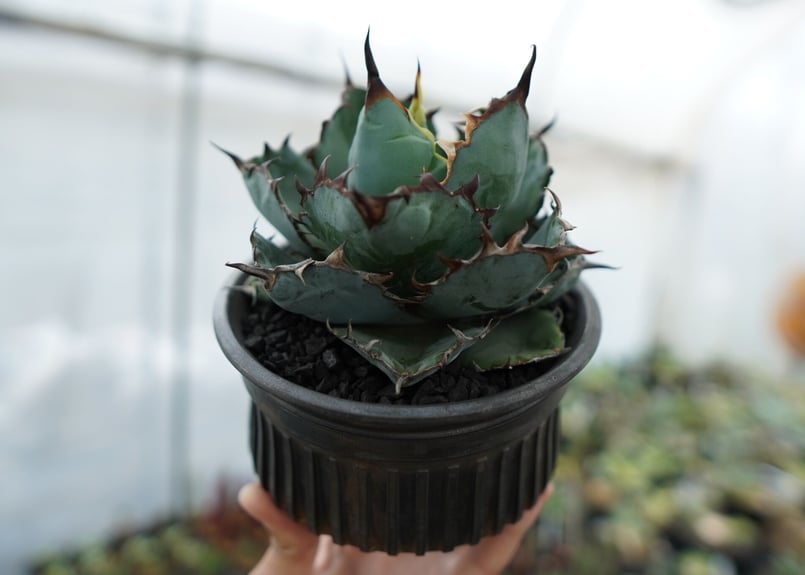 アガベ チタノタ ブラックアンドブルー Agave titanota black