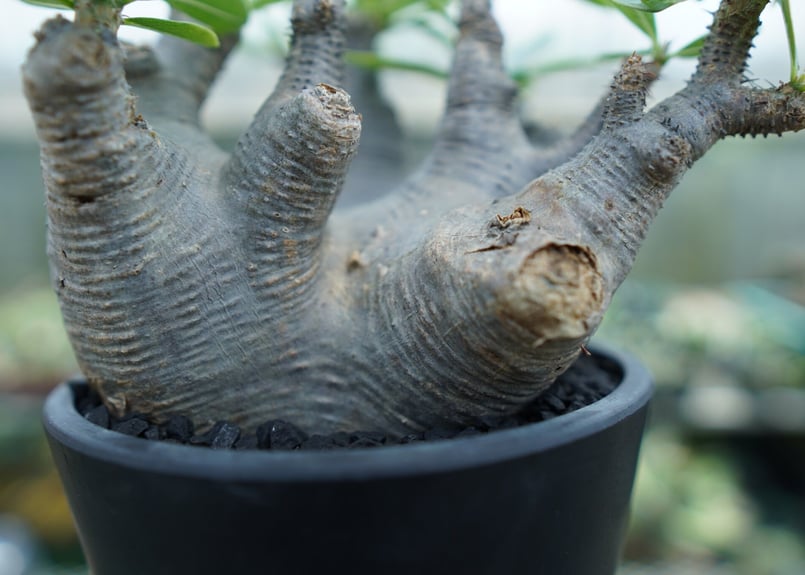 パキポディウム マカイエンセ Pachypodium makayense No.1 | man