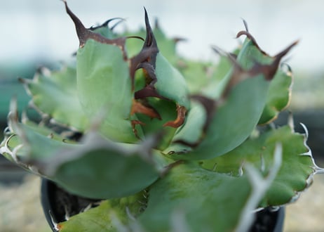 アガベ　チタノタ　黒鯨　Agave titanota black whales　No.2