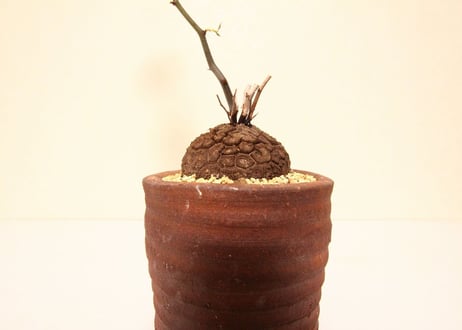 亀甲竜 ディオスコレア　Dioscorea elephantipes no.2