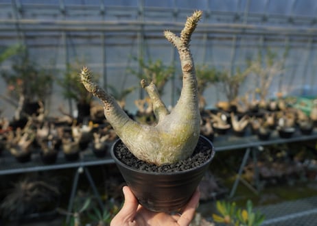 パキポディウム マカイエンセ　Pachypodium makayense　No.5