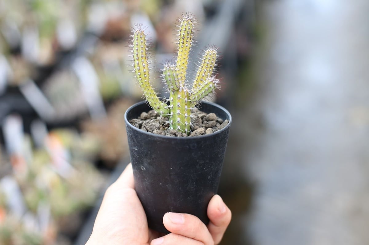 ユーフォルビア バイオエンシス | mana's farm:塊根植物・アガベ