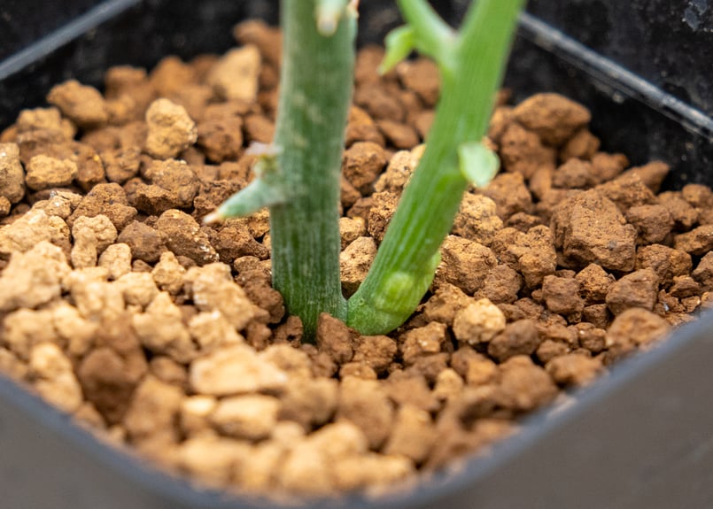 大特価!!! 塊根幅約23センチ アデニア グロボーサ 扁平タイプ 大特価