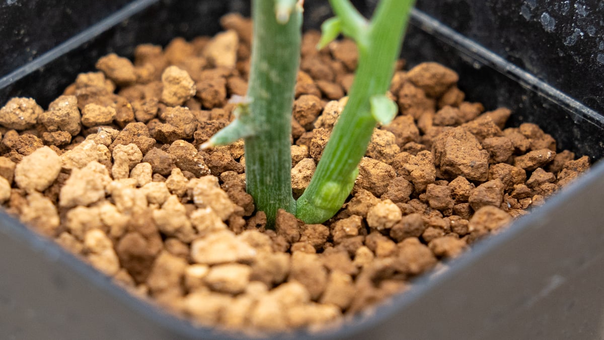 アデニア グロボーサ | mana's farm:塊根植物・アガベ・ドライガーデン