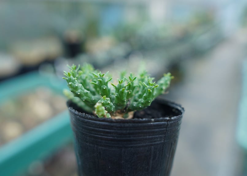 ユーフォルビア ゴルゴニス Euphorbia gorgonis No.1 | mana's