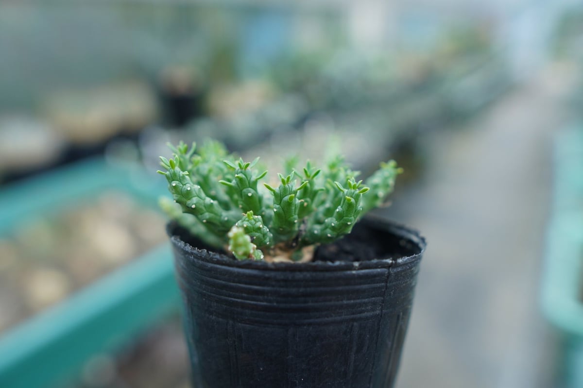 ユーフォルビア ゴルゴニス Euphorbia gorgonis No.1 | mana's