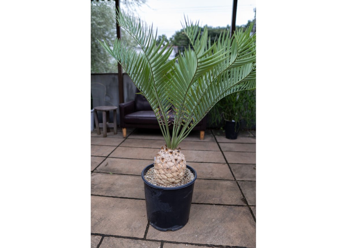 13 エンセファラルトス プリンセプス 特大 白肌 球体 送料無料 13 エンセファラルトス プリンセプス 特大 白肌 球体 送料無料 - メルカリ