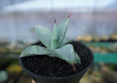 アガベ　ドラゴントゥース　Agave Dagontoes　No.5