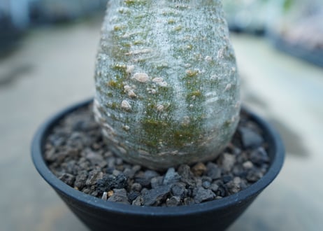 パキポディウム　グラキリス　 Pachypodium Gracilius