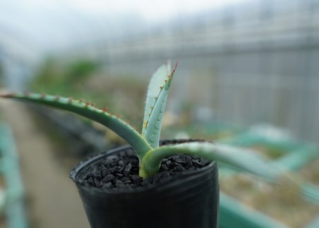 アガベ　屈原の舞扇 Agave 'Kutsugen no Maiougi'   No.1