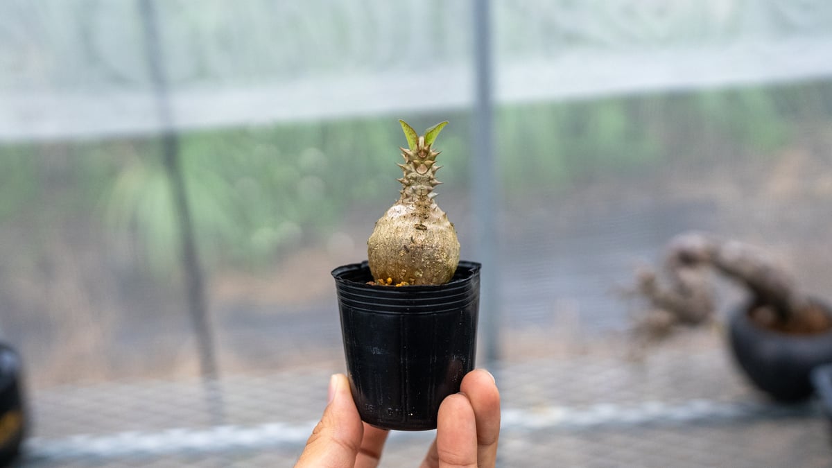 パキポディウム ウィンゾリー 沖縄実生 No.4 | mana's farm:塊根植物