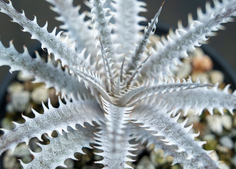 ディッキア | mana's farm:塊根植物・アガベ・ドライガーデン植物販売