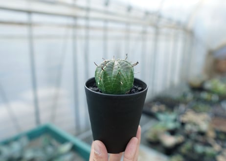 ユーフォルビア　スーパーバリダ　Euphorbia super valida