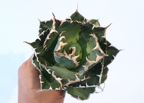 Agave titanota FO-76 compacta dwarf　№2