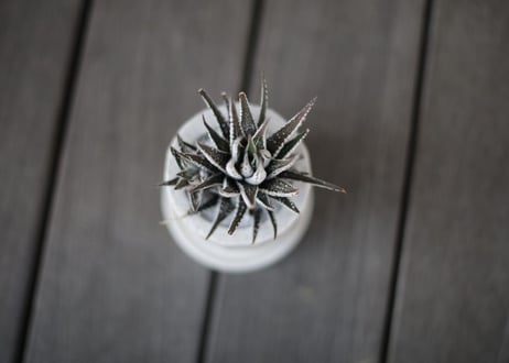 ハオルチア十二の巻 Haworthia fasciata