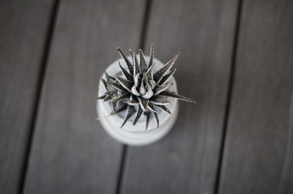 ハオルチア十二の巻 Haworthia fasciata | mana's farm:塊根植物