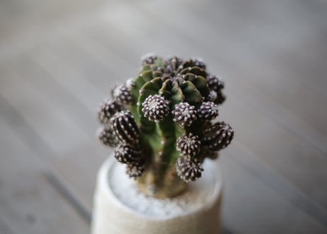 サボテンフォルモーサ　Echinopsis subdenudata
