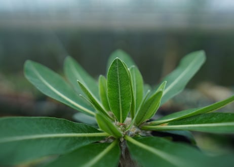 パキポディウム　恵比寿大黒　Pachypodium Densicaule　No.8
