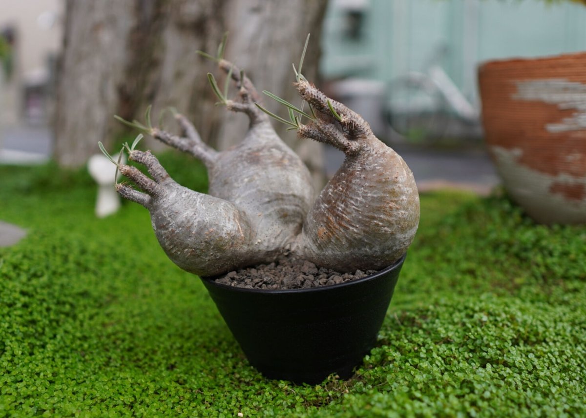 3頭グラキリス発根済 - 植物/観葉植物