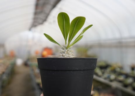 パキポディウム　恵比寿大黒 Pachypodium Densicaule　No.2