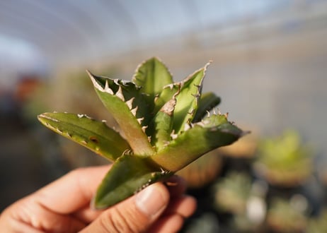 agave titanota white fire　白火焔　 NO.1