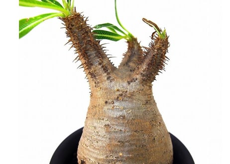 Pachypodium Gracilius パキポディウム  グラキリス  №１ little