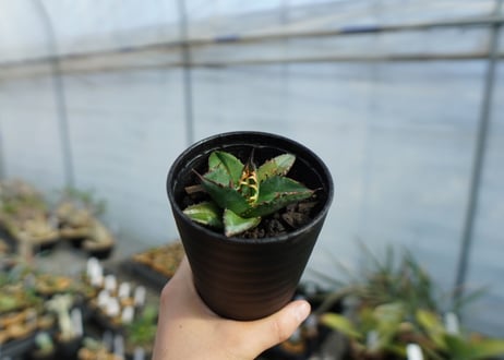 アガベ　チタノタ　ブルー　agave titanota Blue 　No.3