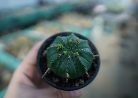 ユーフォルビア　メロフォルミス　Euphorbia meloformis　E5