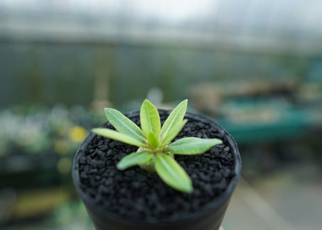パキポディウム　恵比寿笑い　Pachypodium brevicaule　No.4