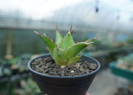 アガベ　チタノタ　剣竜　Agave titanota Kenryu