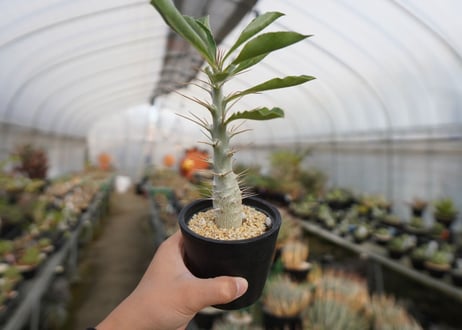 パキポディウム　サンデルシー　Pachypodeium saundersii