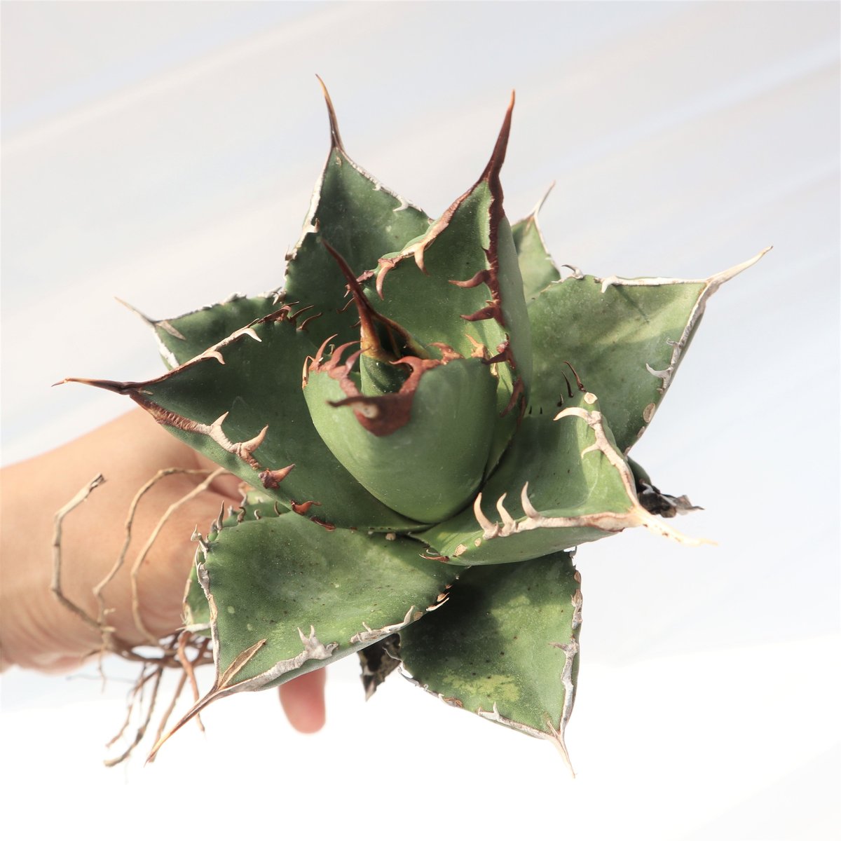 Agave titanota FO-76 compacta dwarf no.2 | man
