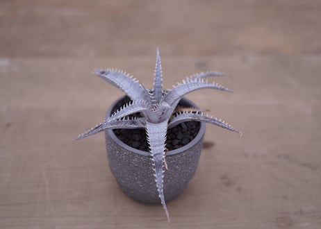 ディッキア   T-rex ×keswick　Dyckia T-rex ×keswick