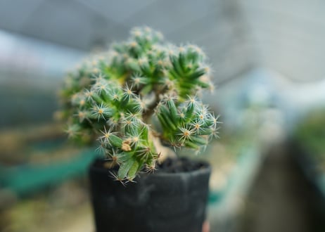トリコディアデマ　デンサム　Trichodiadema densum  No.1