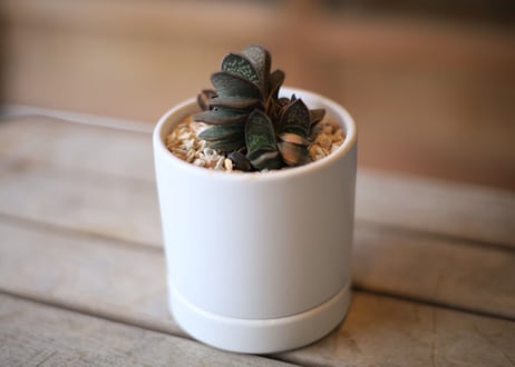 ガステリア 子宝錦 　Gasteria gracilis