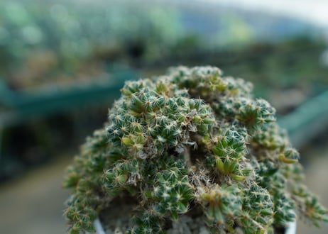 トリコディアデマ　デンサム　Trichodiadema densum