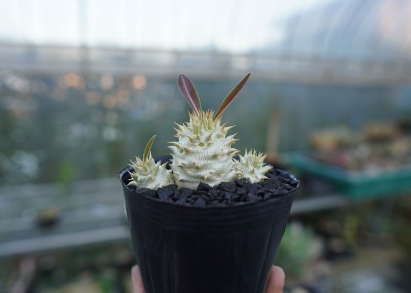 パキポディウム デンシフローラム Pachypodium densiflorum No.3