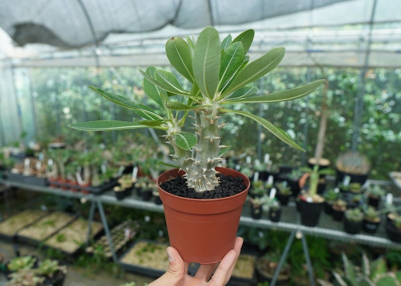 パキポディウム デンシフローラム Pachypodium densiflorum No.3 |