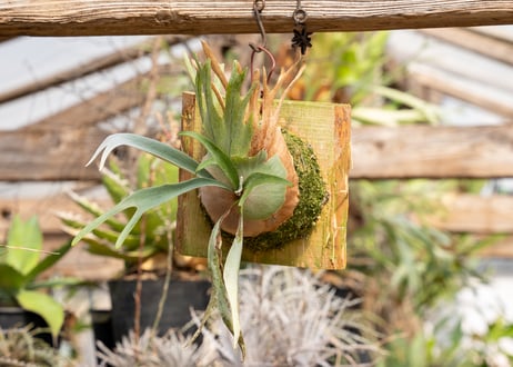 ビカクシダ、Aプラス nano③ペドロ①Shishi出品 ビカクシダ、Aプラス