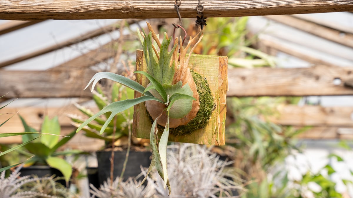 P. Wolverine ( veitchii AR × willinckii ) | man