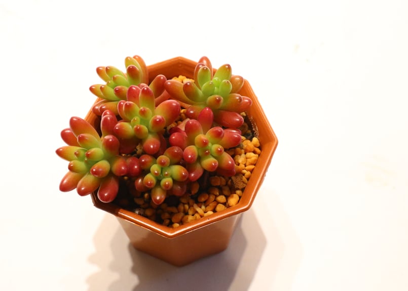 ニジノタマ　虹の玉　多肉植物　セダム 864c866291KKcy8T.jpeg