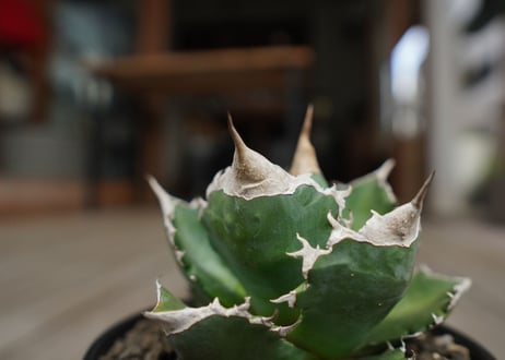 アガベ　チタノタ　白火焔　agave titanota white fire