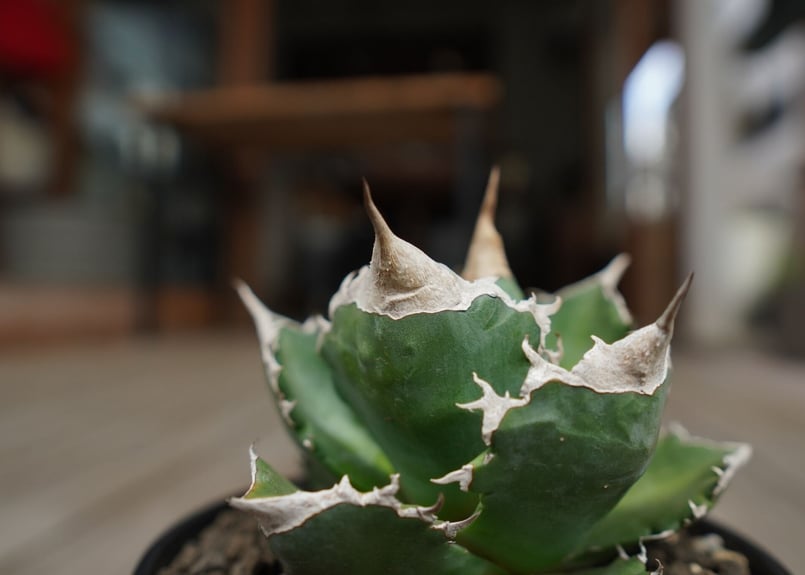 アガベ チタノタ 白火焔 agave titanota white fire | mana's アガベ チタノタ 白火焔 agave titanota white fire | mana's