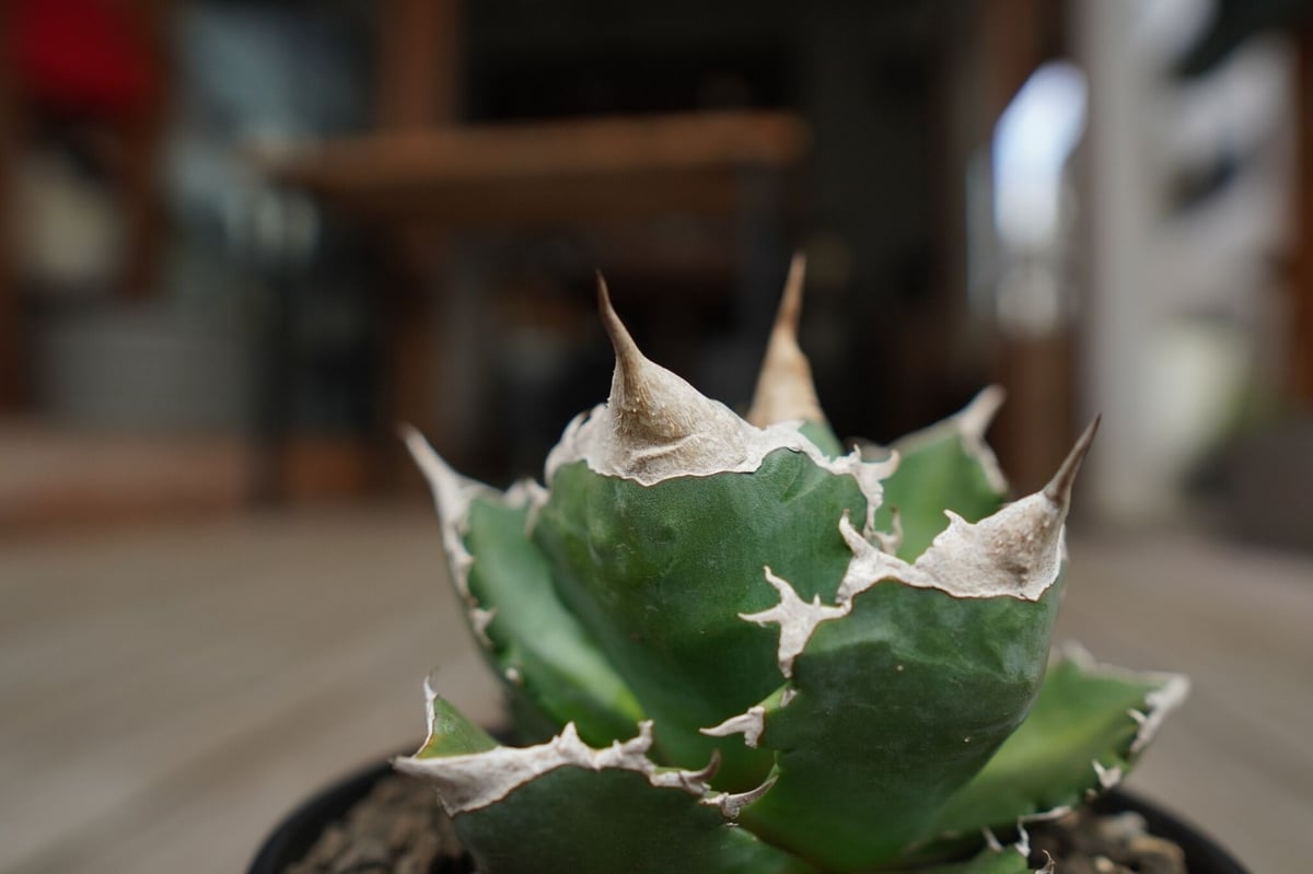 アガベ チタノタ 白火焔 agave titanota white fire | mana's アガベ チタノタ 白火焔 agave titanota white fire | mana's