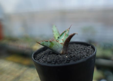 アガベ　チタノタ　 ブラックアンドブルー 　Agave titanota black and blue　No.4