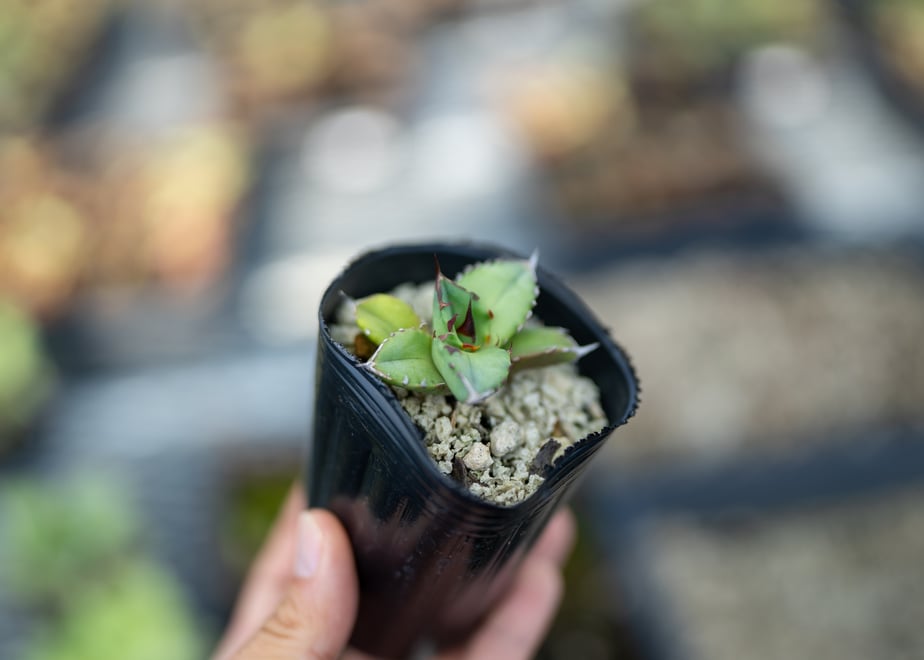 695070e1e99ff9a16e72bd71