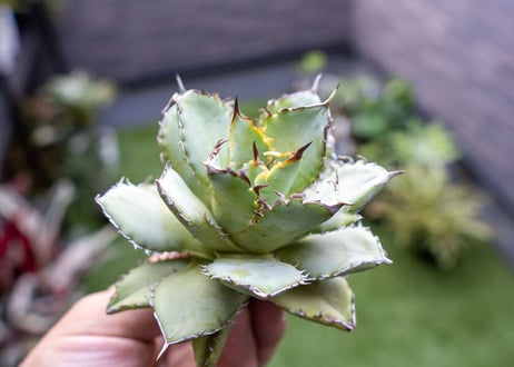 Agave titanota Flligree NO.2