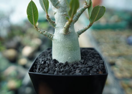 アデニウム　Adenium　No.10