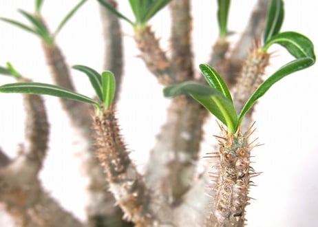 パキポディウム ロスラーツム　 Pachypodium rosulatum